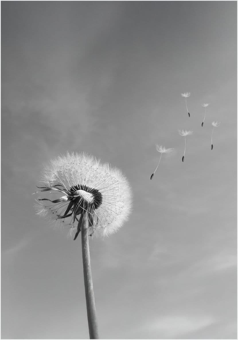 Symbolisches Platzhalterbild für Franz Hofer